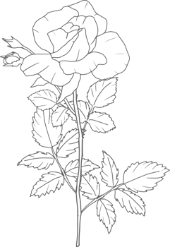 doodle line art rose flower bouquet elements png