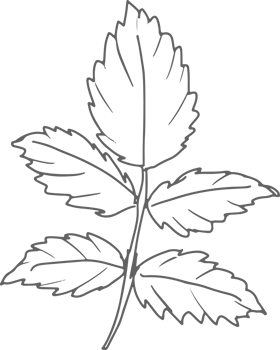 doodle line art rose flower bouquet elements png