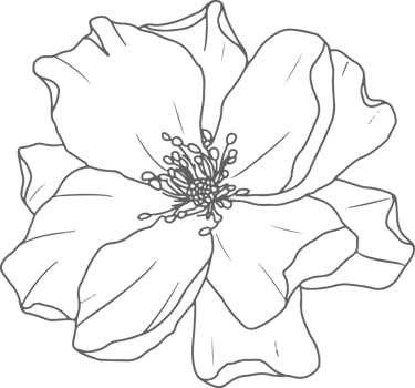 doodle line art rose flower bouquet elements png