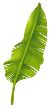 Banana leaf watercolor png