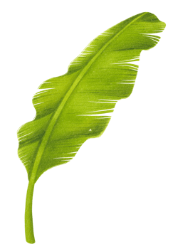 Banana leaf watercolor png