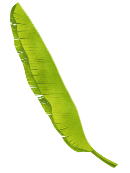 Banana leaf watercolor png