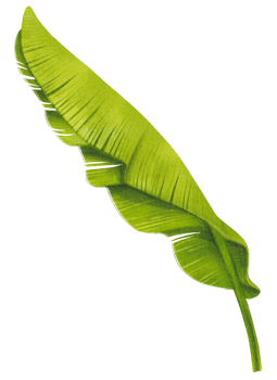 Banana leaf watercolor png