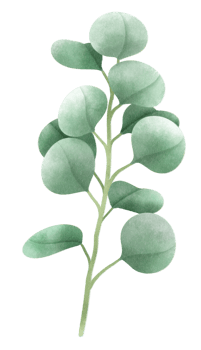 Eucalyptus branch illustrations watercolor styles png