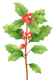 Holly plants branch illustrations watercolor styles png