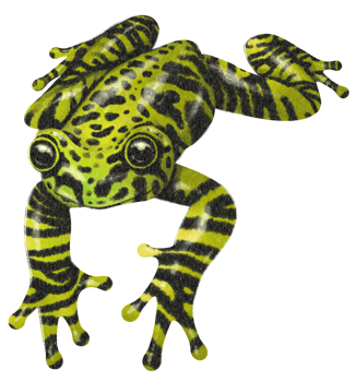Watercolor hand painted Frog png