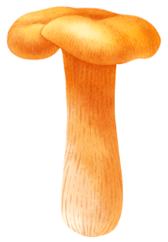 Chanterelles mushroom watercolor illustration png