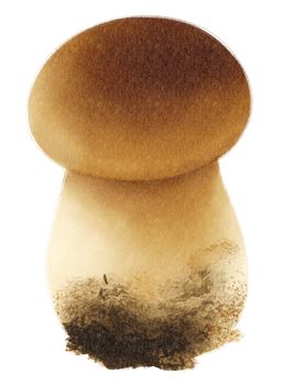Boletus or porcini mushroom watercolor illustration png