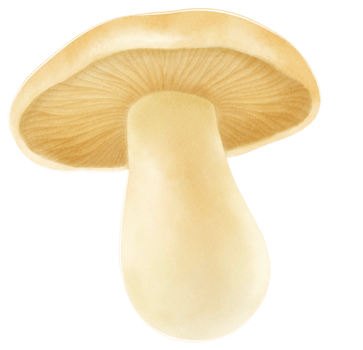 Mushroom watercolor illustration png
