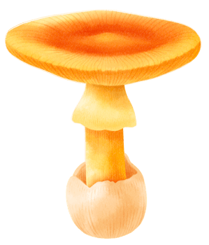 Caesar's mushroom watercolor illustration png