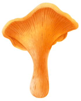Chanterelles mushroom watercolor illustration png
