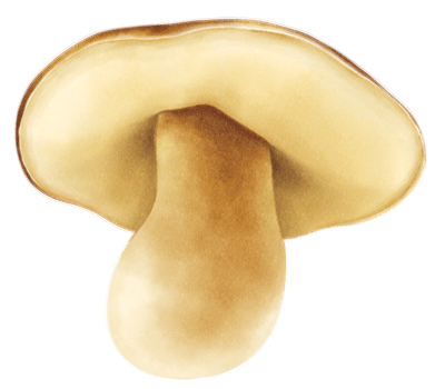 Boletus or porcini mushroom watercolor illustration png