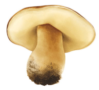 Boletus or porcini mushroom watercolor illustration png