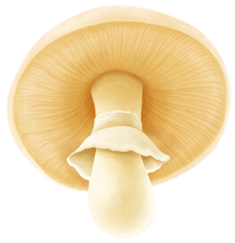 Salt-loving mushroom watercolor illustration png