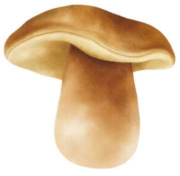 Boletus or porcini mushroom watercolor illustration png