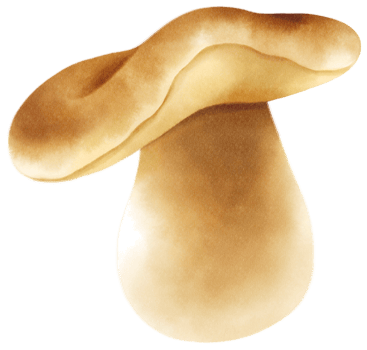 Boletus or porcini mushroom watercolor illustration png