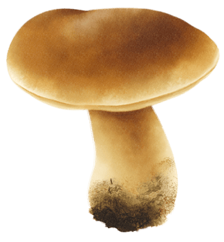 Boletus or porcini mushroom watercolor illustration png