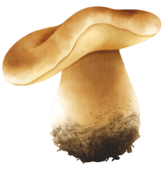 Boletus or porcini mushroom watercolor illustration png