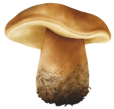 Boletus or porcini mushroom watercolor illustration png