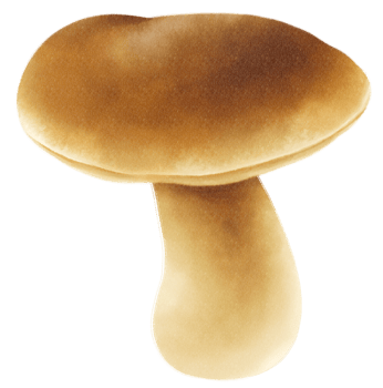 Boletus or porcini mushroom watercolor illustration png