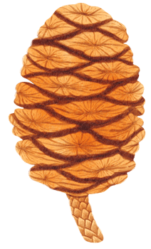 Pine cone watercolor png