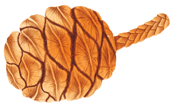 Pine cone watercolor png