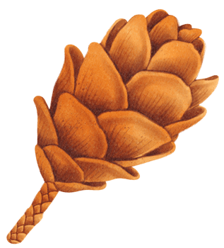 Pine cone watercolor png