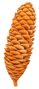 Pine cone watercolor png