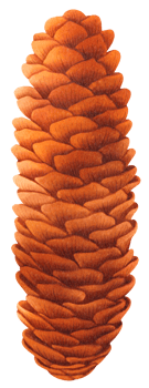 Pine cone watercolor png