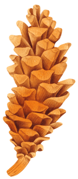 Pine cone watercolor png