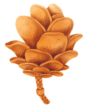 Pine cone watercolor png
