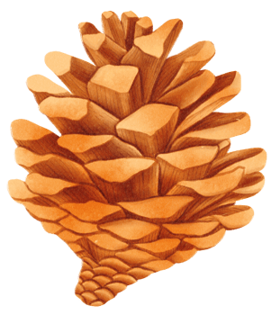 Pine cone watercolor png