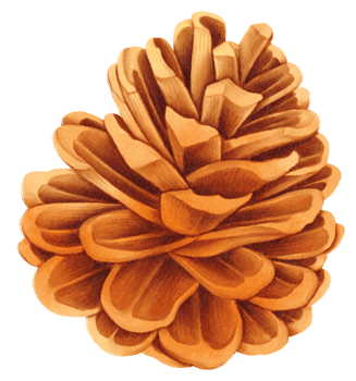 Pine cone watercolor png