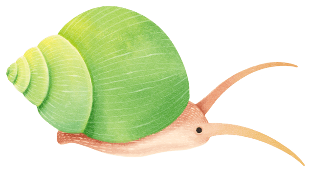 Snail watercolor illustration png
