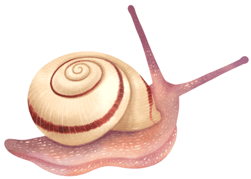 Snail watercolor illustration png