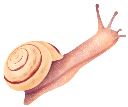 Snail watercolor illustration png