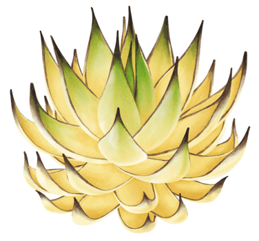 Succulent plant Watercolor Illustration png