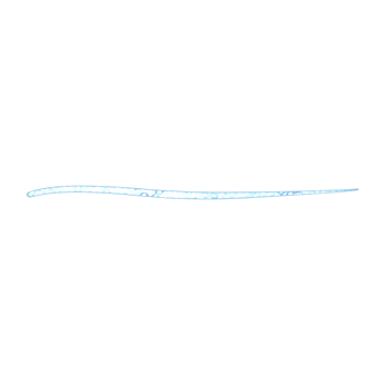 Blue Glowing Line png