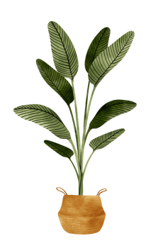 Tropical plant in pot illustration in Watercolor png