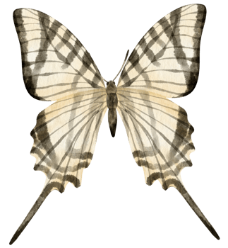 Black and White Butterfly watercolor style for Decorative Element png