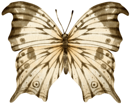 Black and White Butterfly watercolor style for Decorative Element png