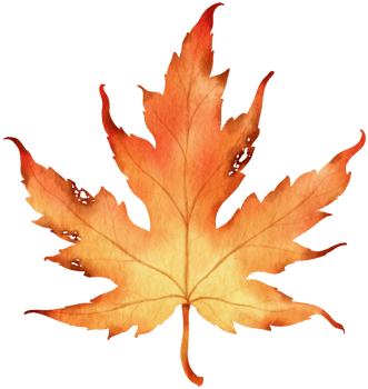 Dried autumn maple Leaf  watercolor style for Decorative Element png
