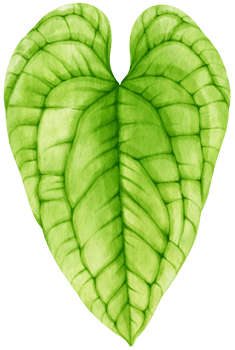 Tropical Leaf  watercolor style for Decorative Element png