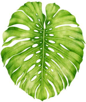 Tropical monstera Leaf  watercolor style for Decorative Element png