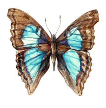 Watercolor drawing of a bright butterfly with blue wings. Morpho butterflies. Isolated on a white background png