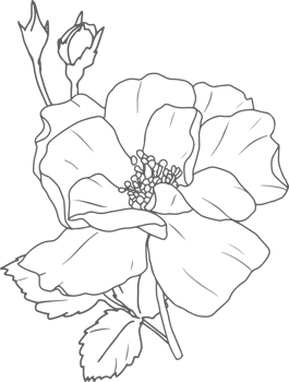 doodle line art rose flower bouquet elements png