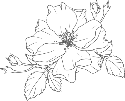 doodle line art rose flower bouquet elements png