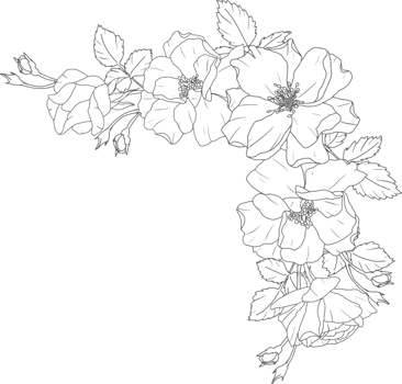 doodle line art rose flower bouquet elements png