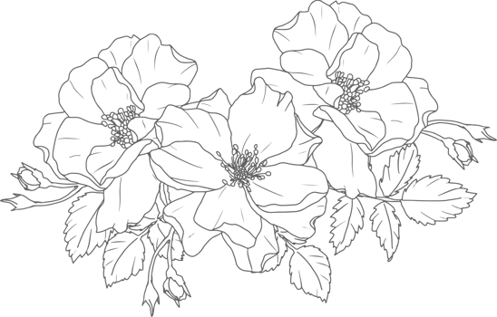 doodle line art rose flower bouquet elements png