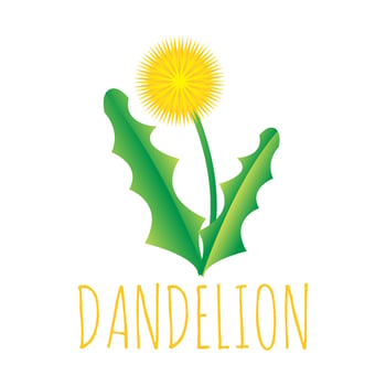yellow dandelion flower vector illustration